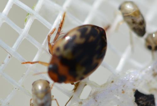 Hyphydrus aubei
